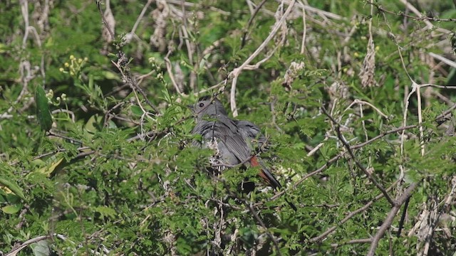 Moqueur chat - ML647702151