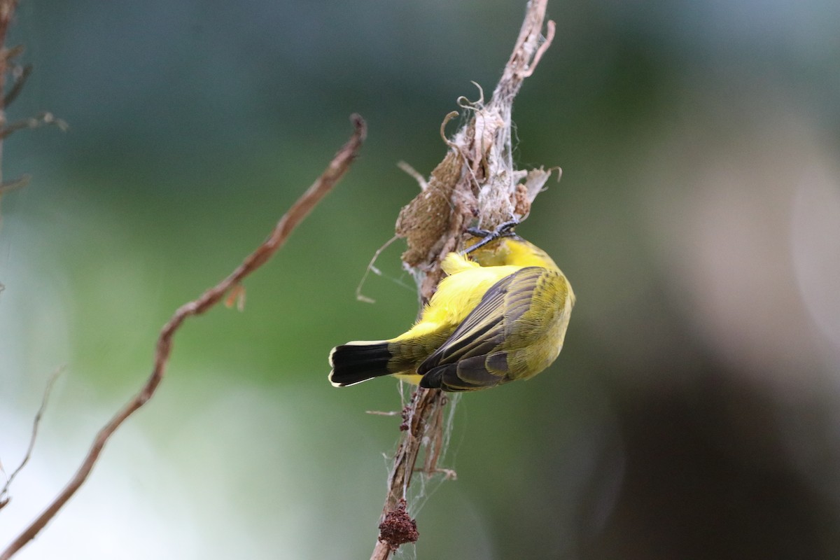 Sahul Sunbird - ML647702152