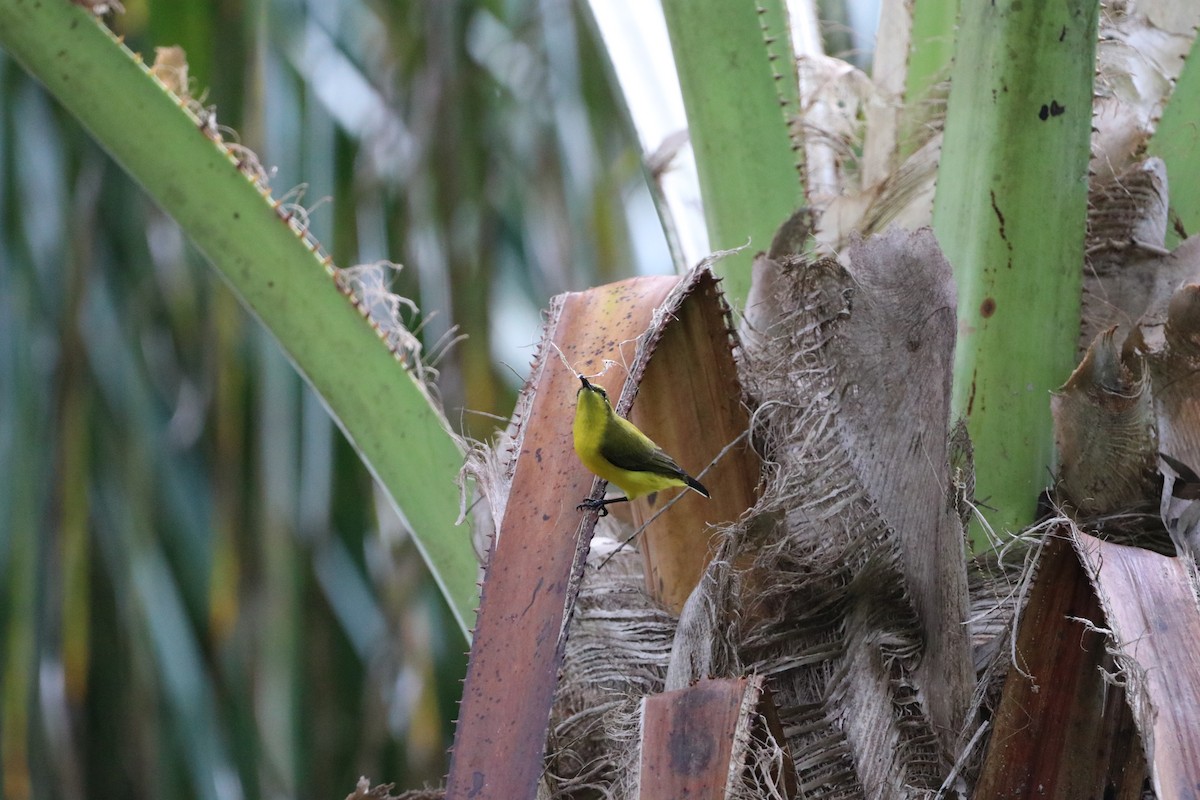 Sahul Sunbird - ML647702153