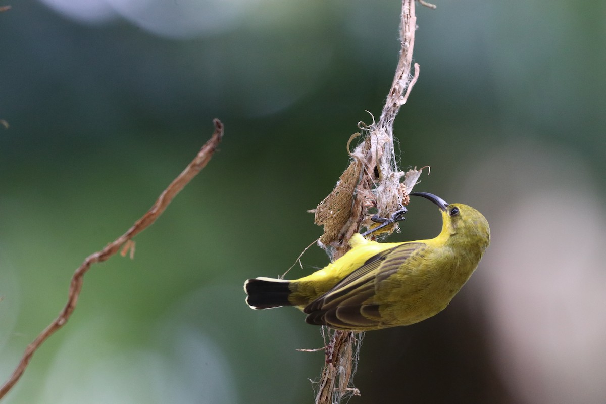 Sahul Sunbird - ML647702154