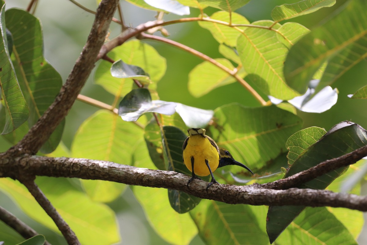 Sahul Sunbird - ML647702155