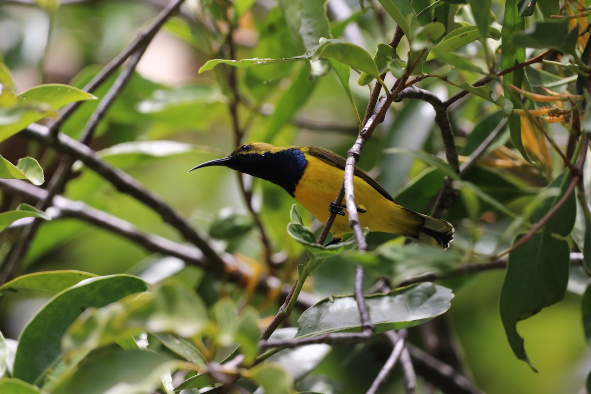 Sahul Sunbird - ML647702156