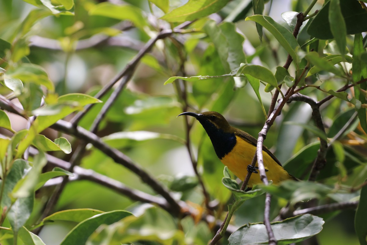 Sahul Sunbird - ML647702157