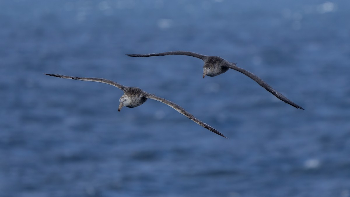 Kuzey Dev Fırtınakuşu - ML647702159