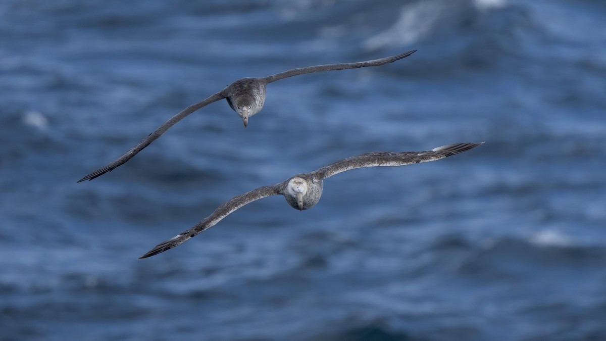 Kuzey Dev Fırtınakuşu - ML647702160