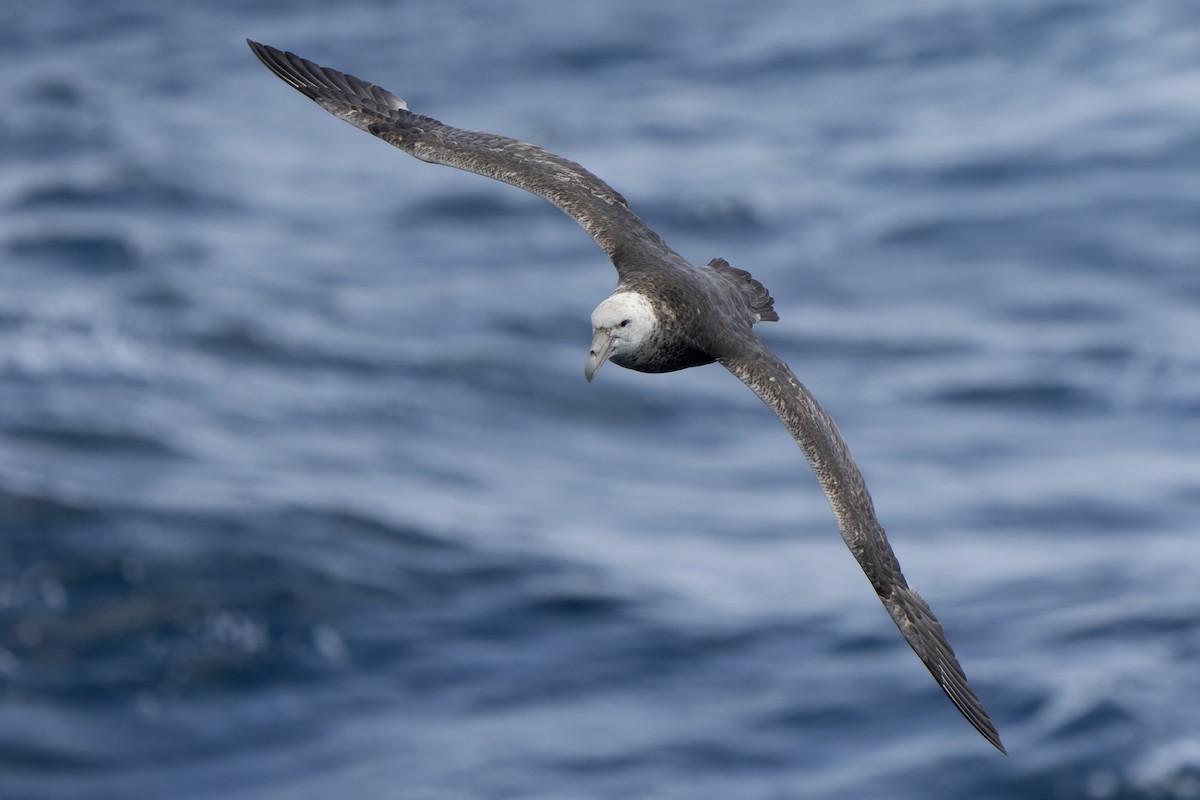 sørkjempepetrell - ML647702165