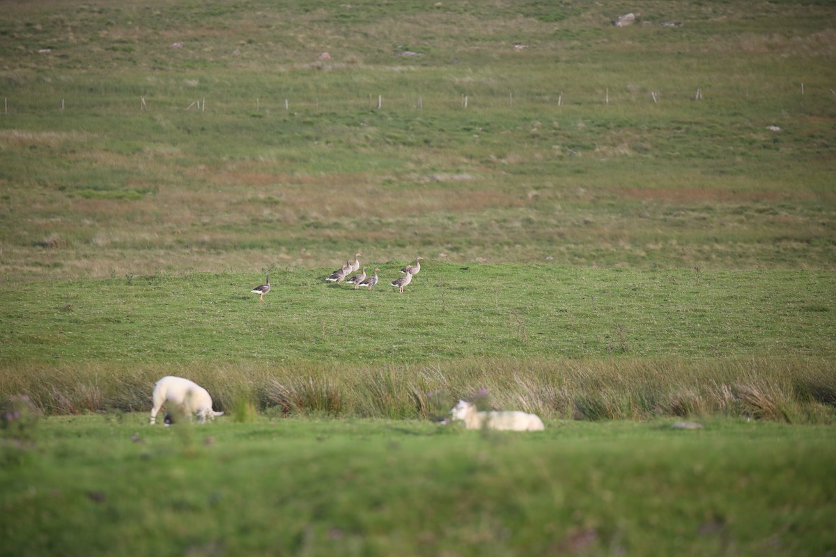 Oie cendrée - ML647702166