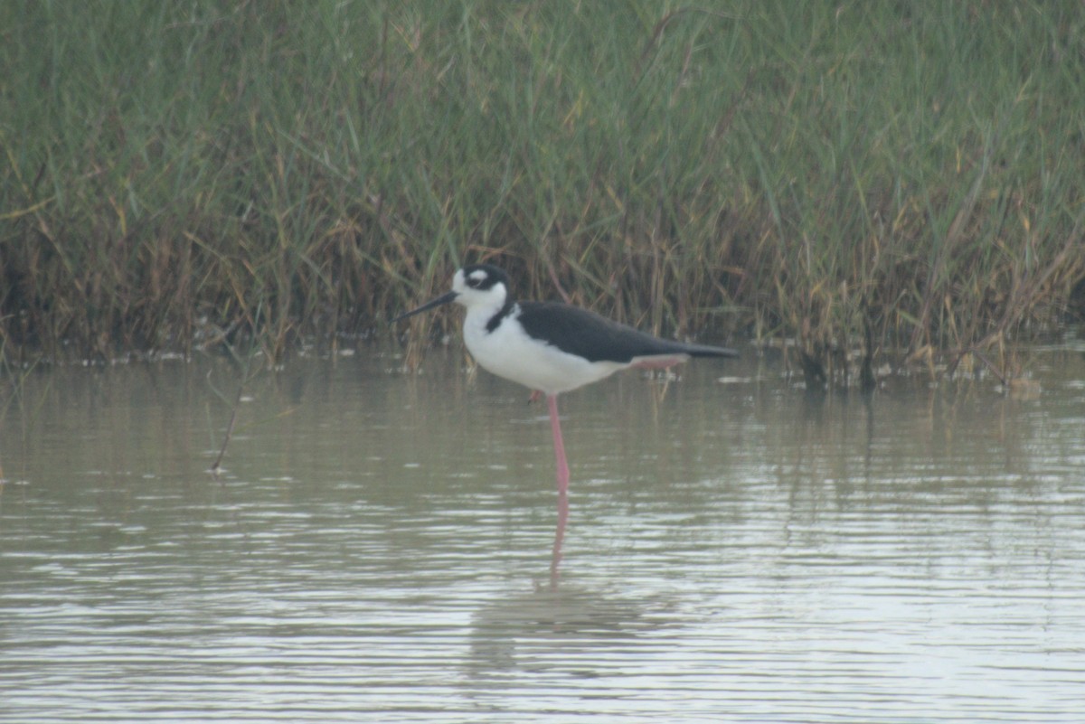 Black-necked Stilt - ML647702188