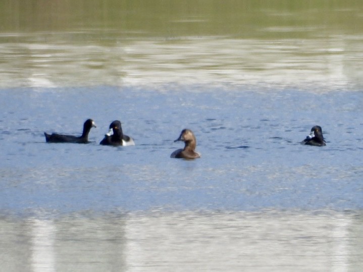 Fuligule à dos blanc - ML647702203