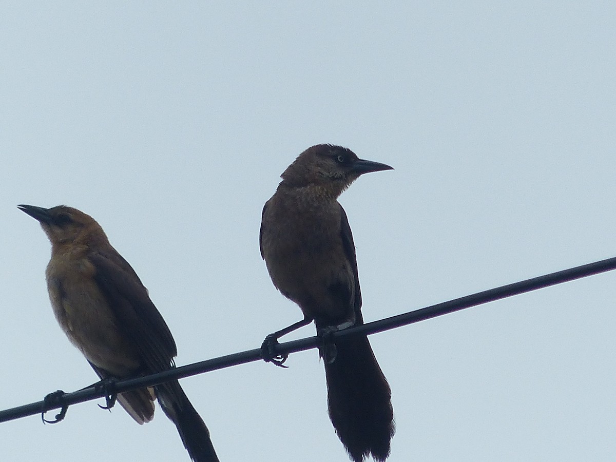 Boat-tailed Grackle - ML64770221