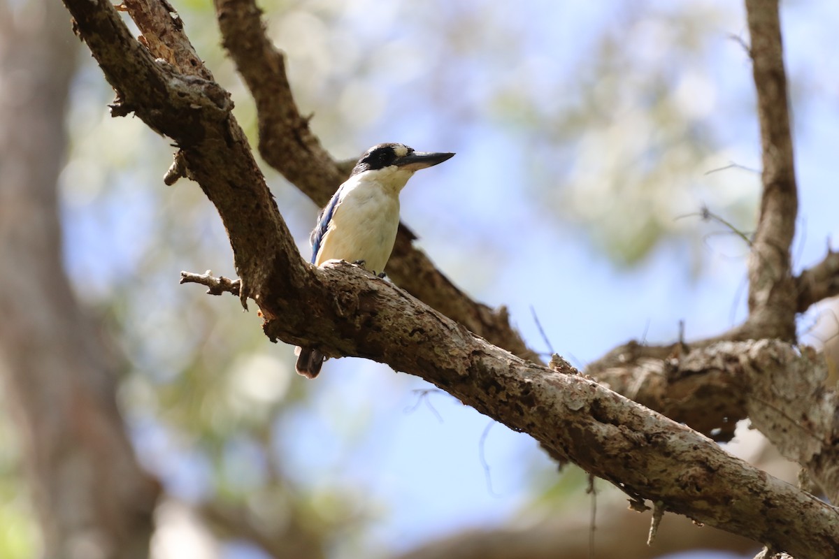 Forest Kingfisher - ML647702225