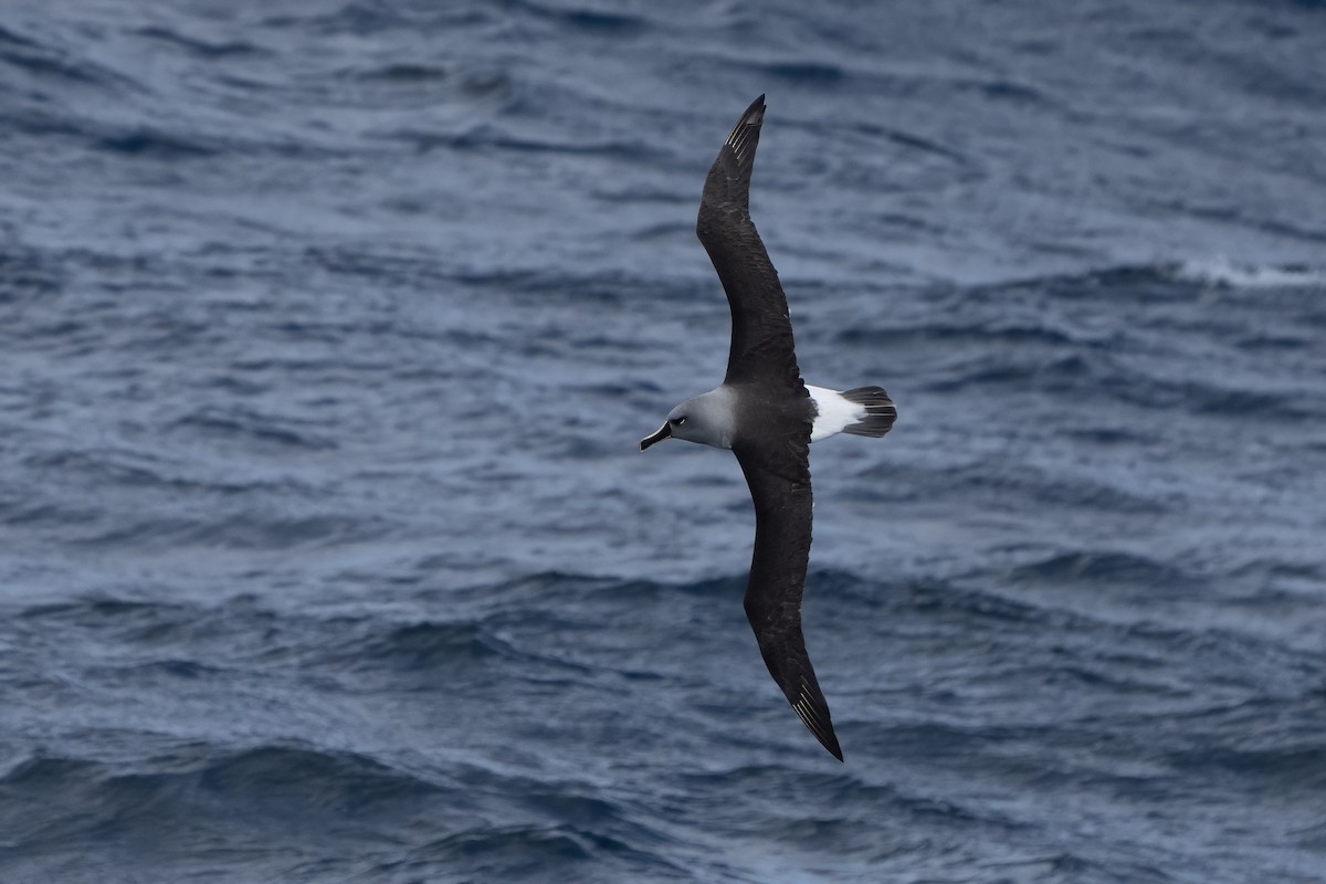 Boz Başlı Albatros - ML647702232