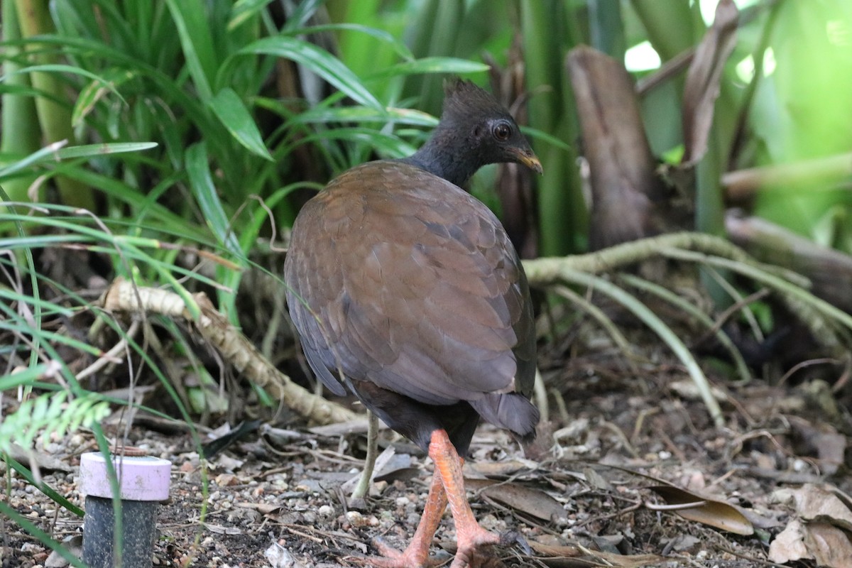Orange-footed Megapode - ML647702255