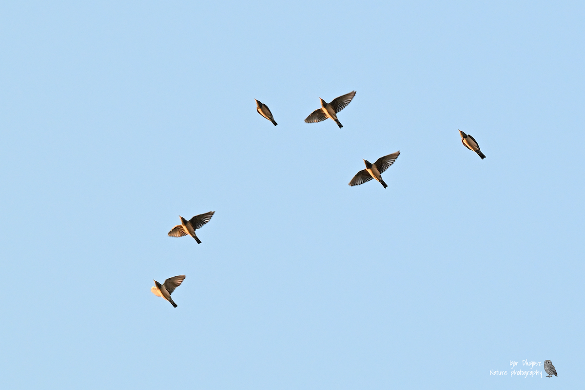 Rosy Starling - ML647702263