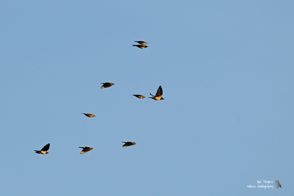 Rosy Starling - ML647702264