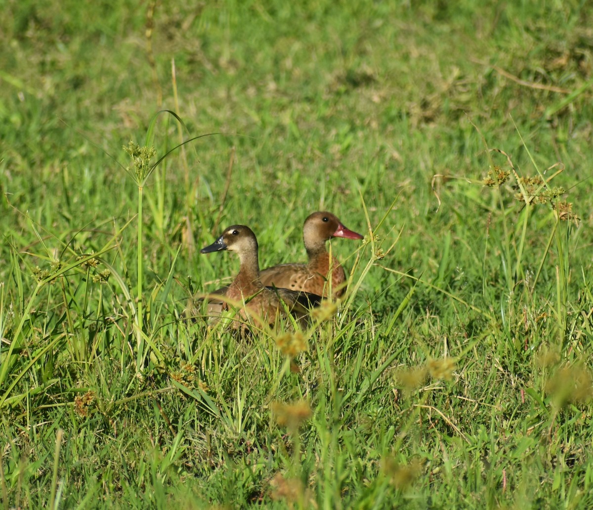 Brazilian Teal - ML647702270