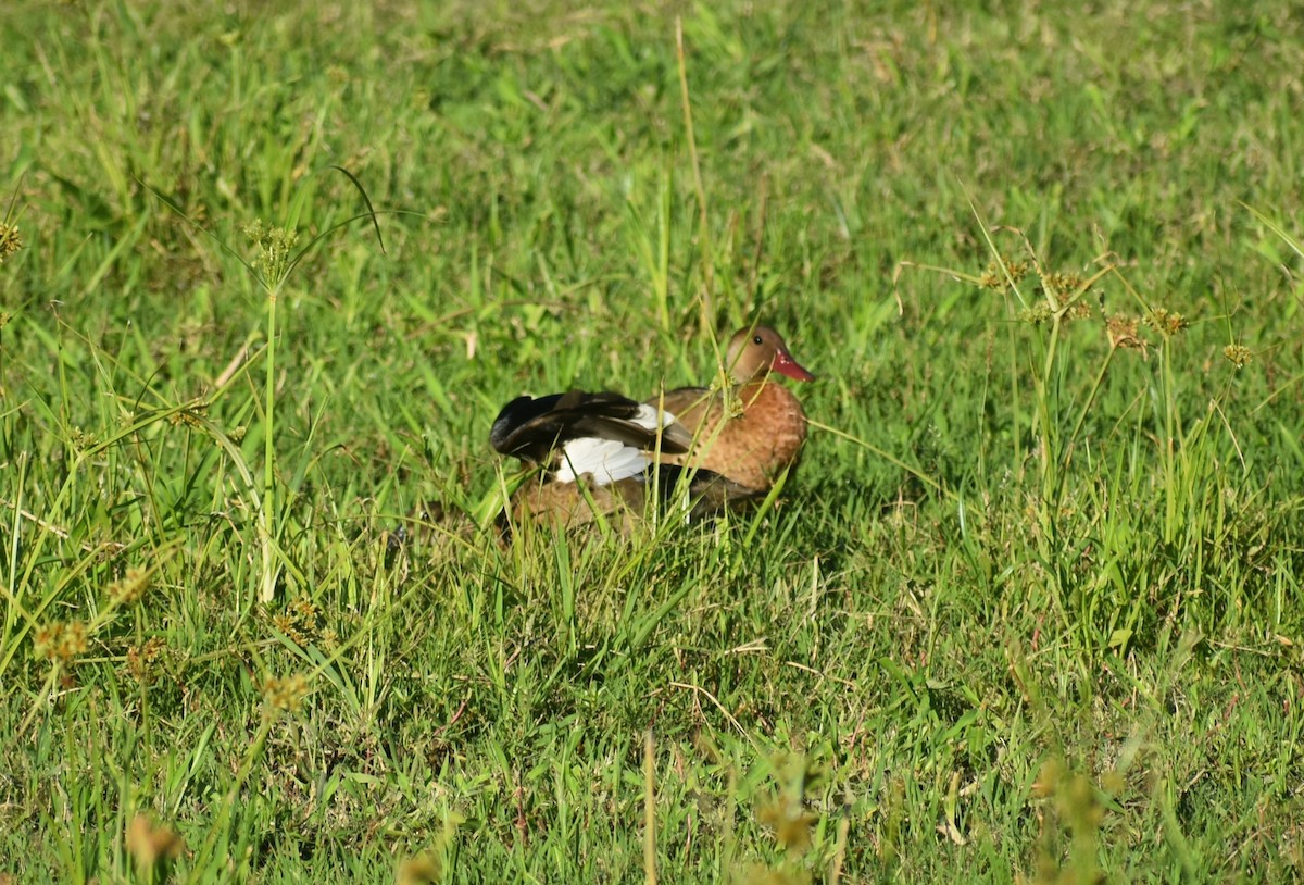 Brazilian Teal - ML647702271