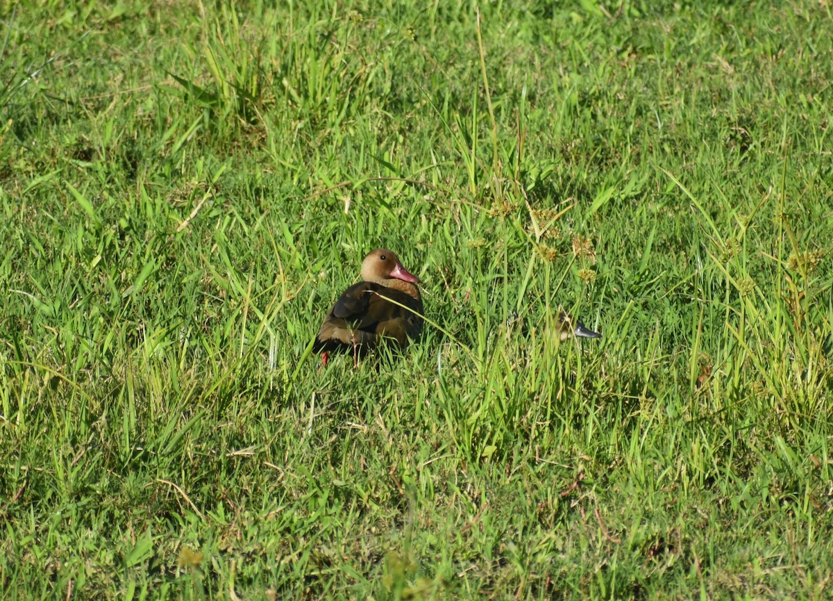 Brazilian Teal - ML647702272