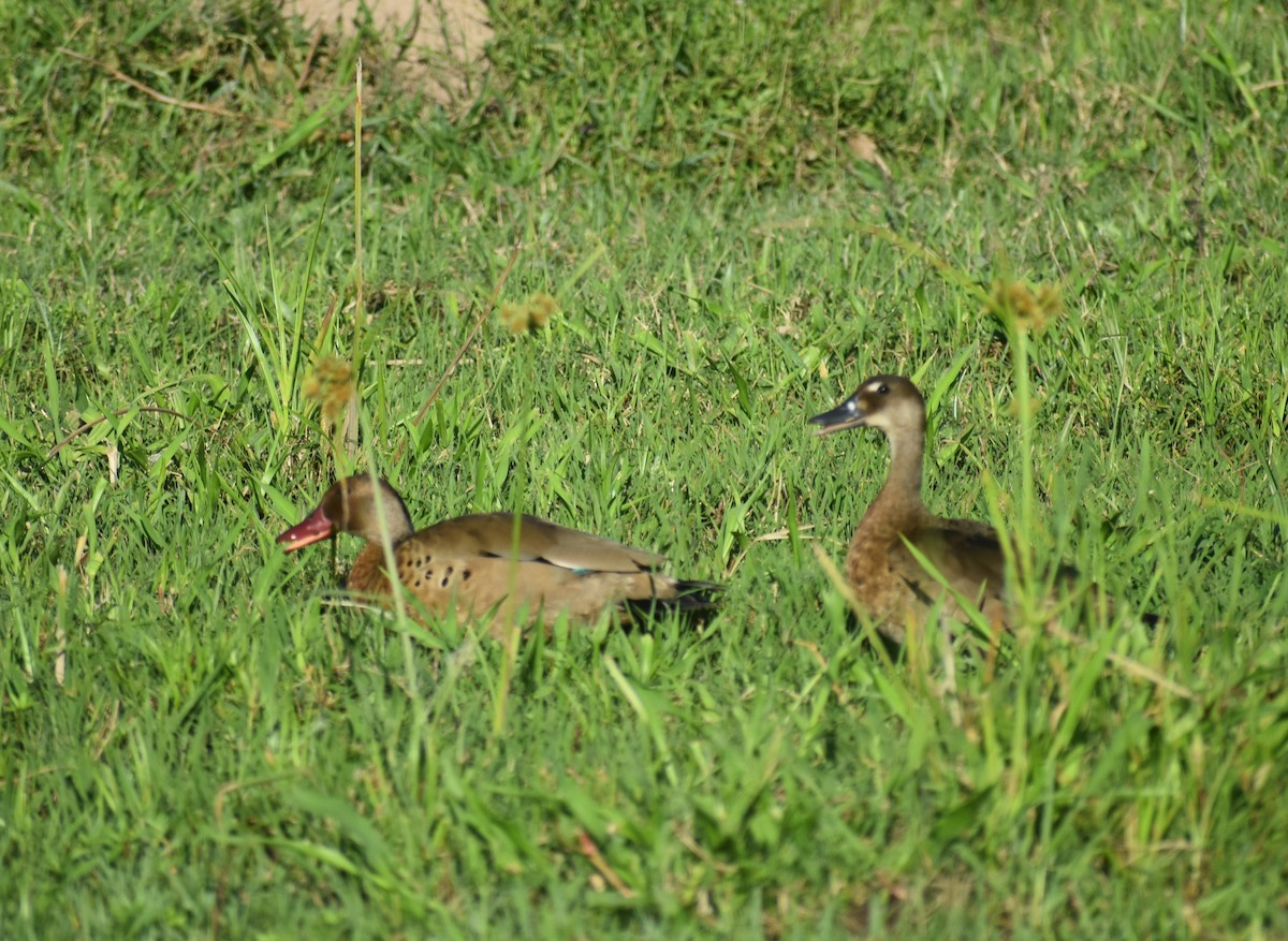 Brazilian Teal - ML647702273