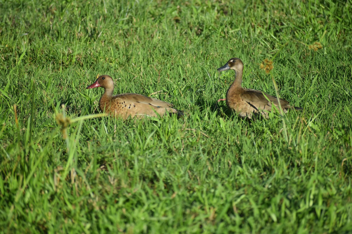 Brazilian Teal - ML647702276