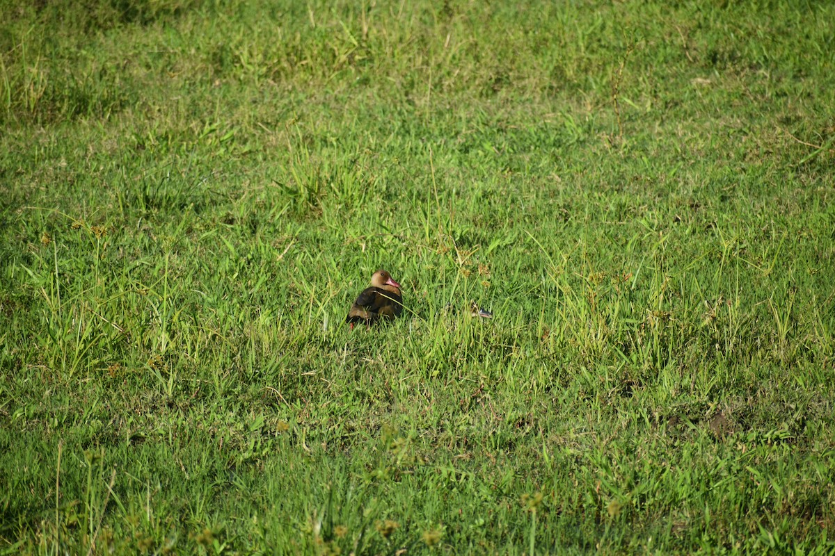 Brazilian Teal - ML647702278