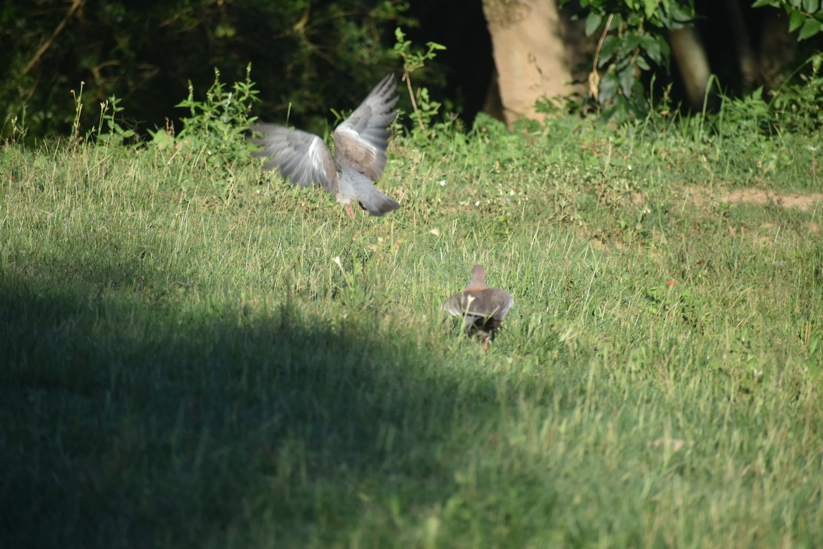 Paloma Picazuró - ML647702301