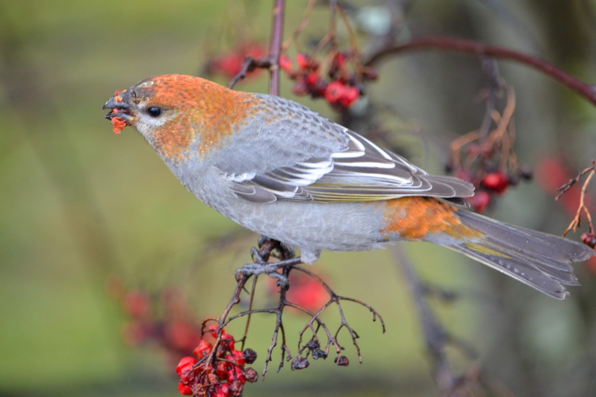 Hakengimpel - ML647702305