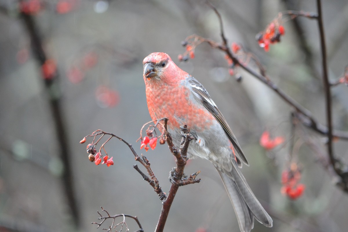 Hakengimpel - ML647702306