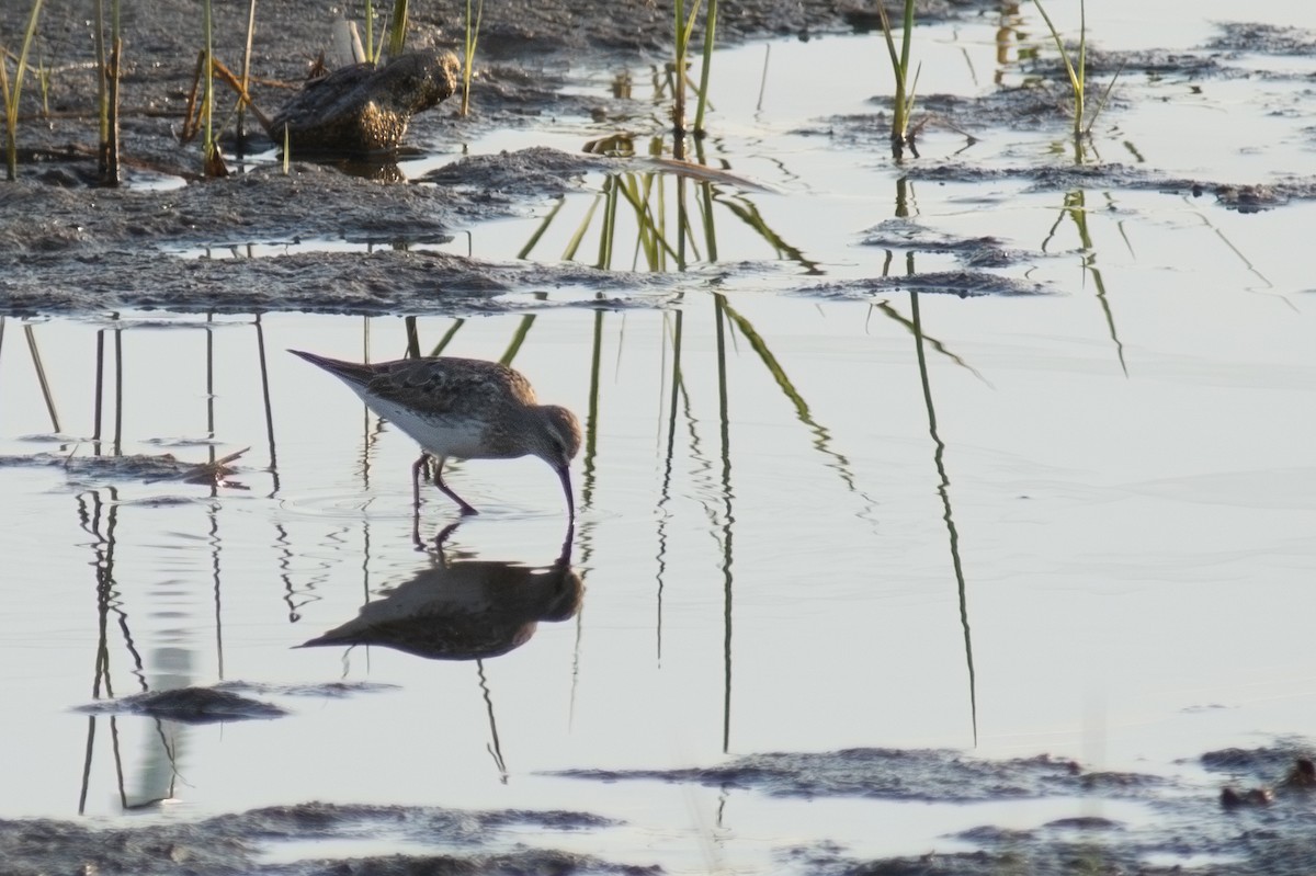 jespák tundrový - ML647702307