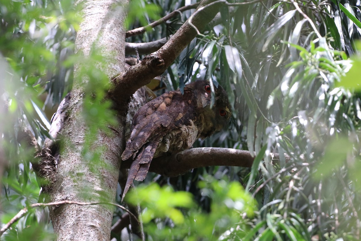 Papuan Frogmouth - ML647702312
