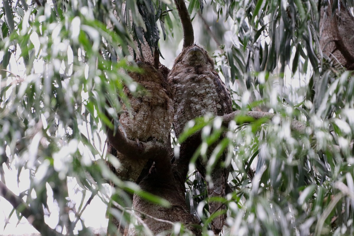 Papuan Frogmouth - ML647702313