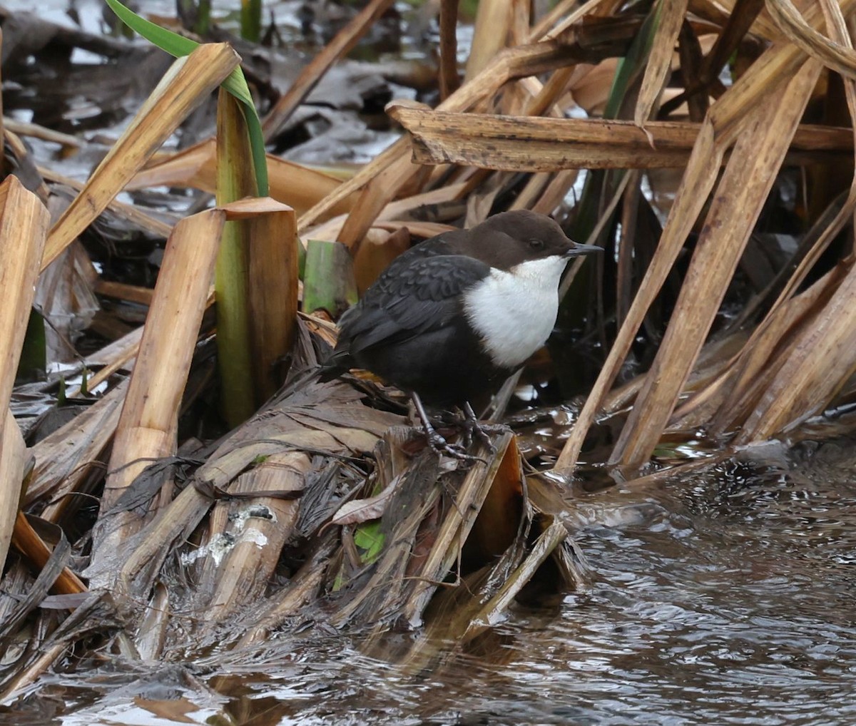 skorec vodní - ML647702327