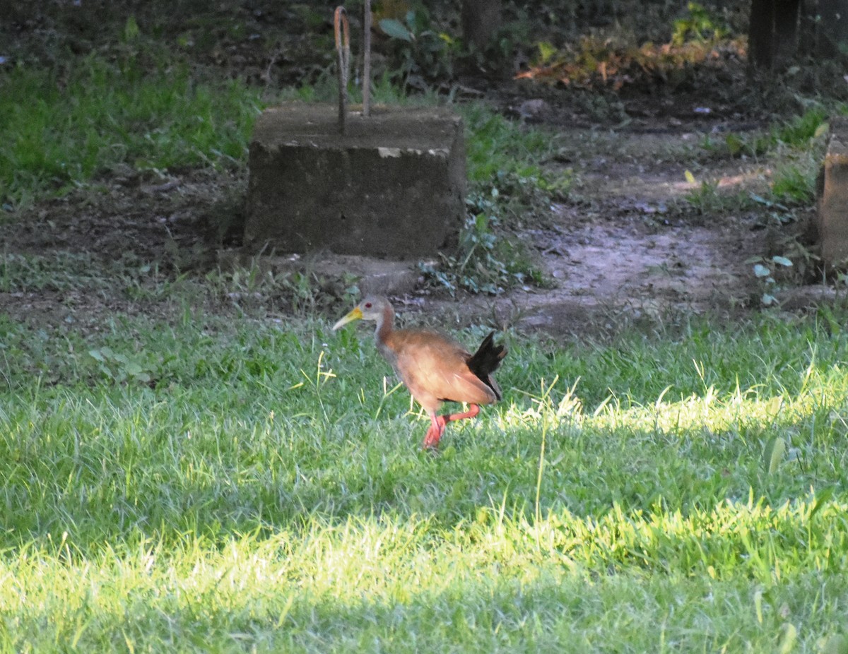 Cotara Ipacaá - ML647702332