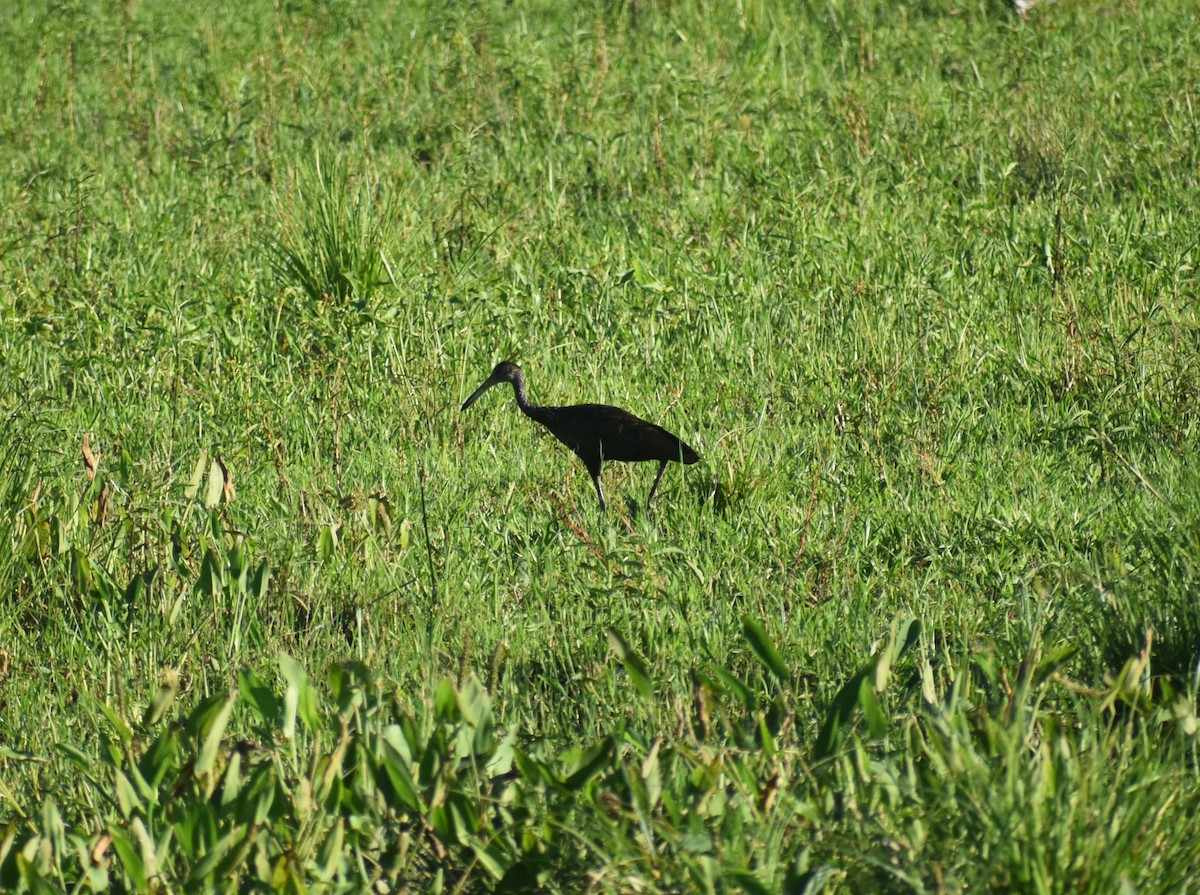 Carrao - ML647702342