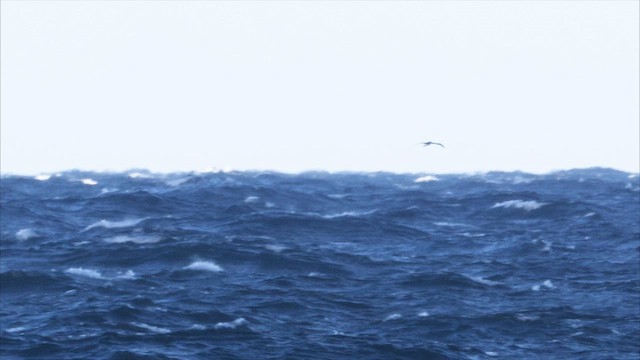 Альбатрос чорнобровий - ML647702345