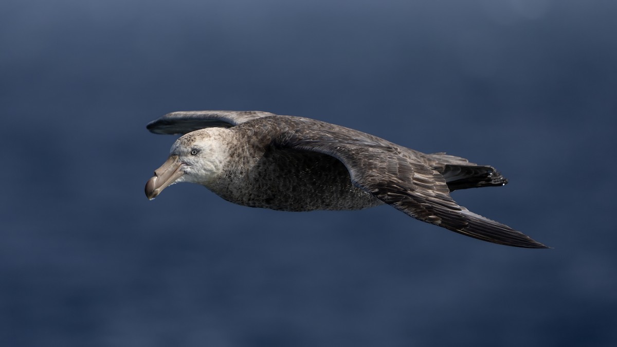 Kuzey Dev Fırtınakuşu - ML647702356