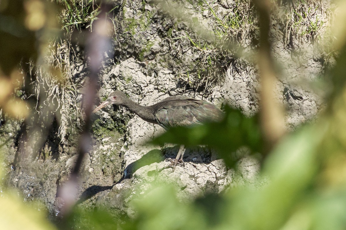 Ibis Afeitado - ML647702398