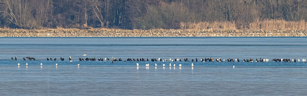 kormorán velký - ML647702438