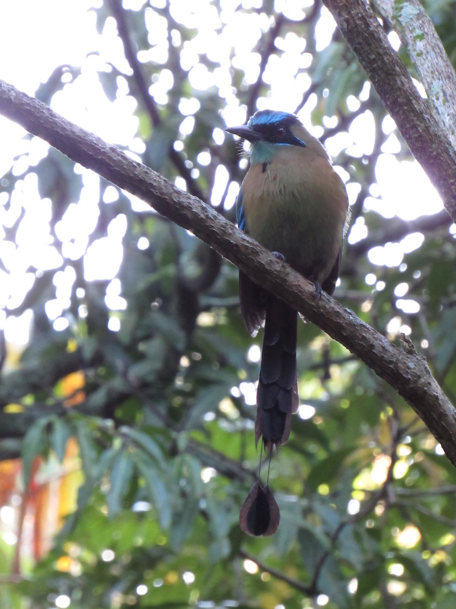 Lesson's Motmot - ML647702462