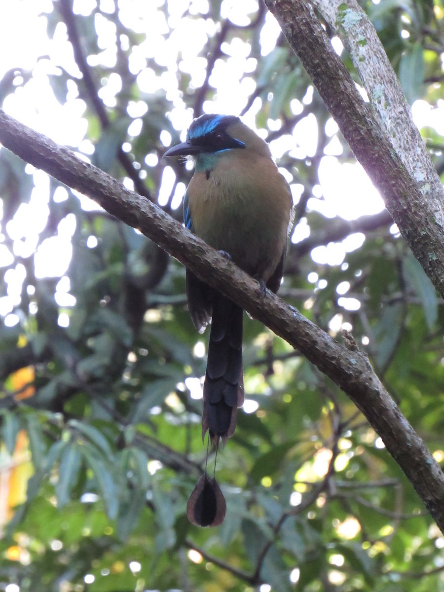 Lesson's Motmot - ML647702463