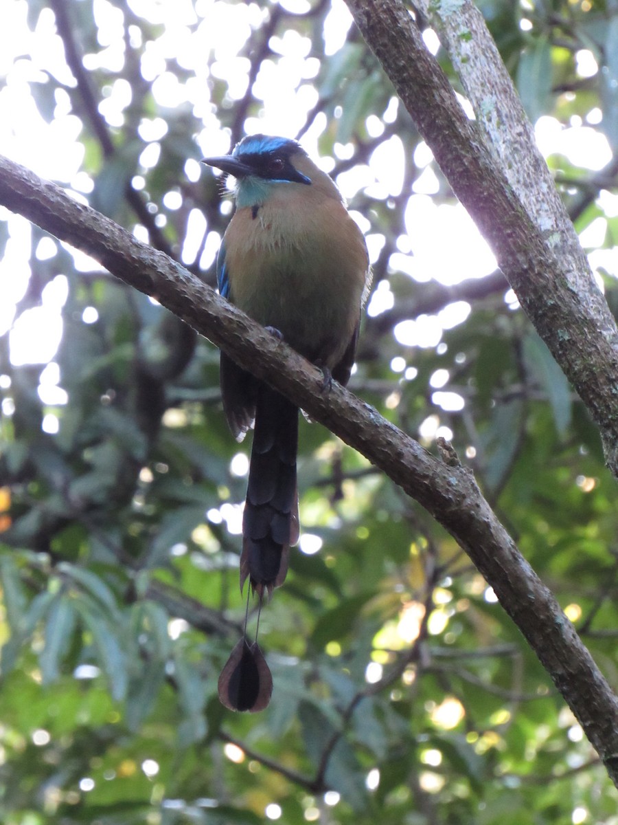 Lesson's Motmot - ML647702464
