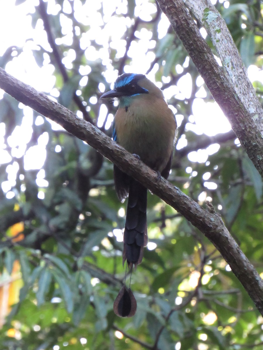 Lesson's Motmot - ML647702466