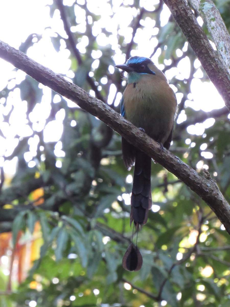 Lesson's Motmot - ML647702467