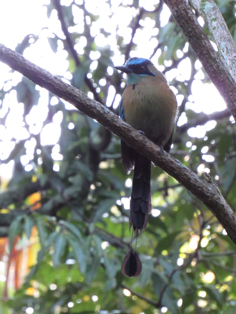 Lesson's Motmot - ML647702468