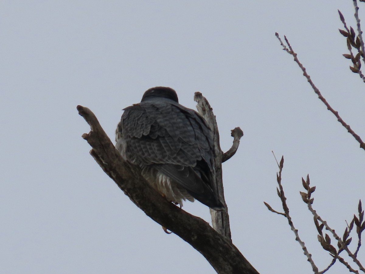 Peregrine Falcon - ML647702471