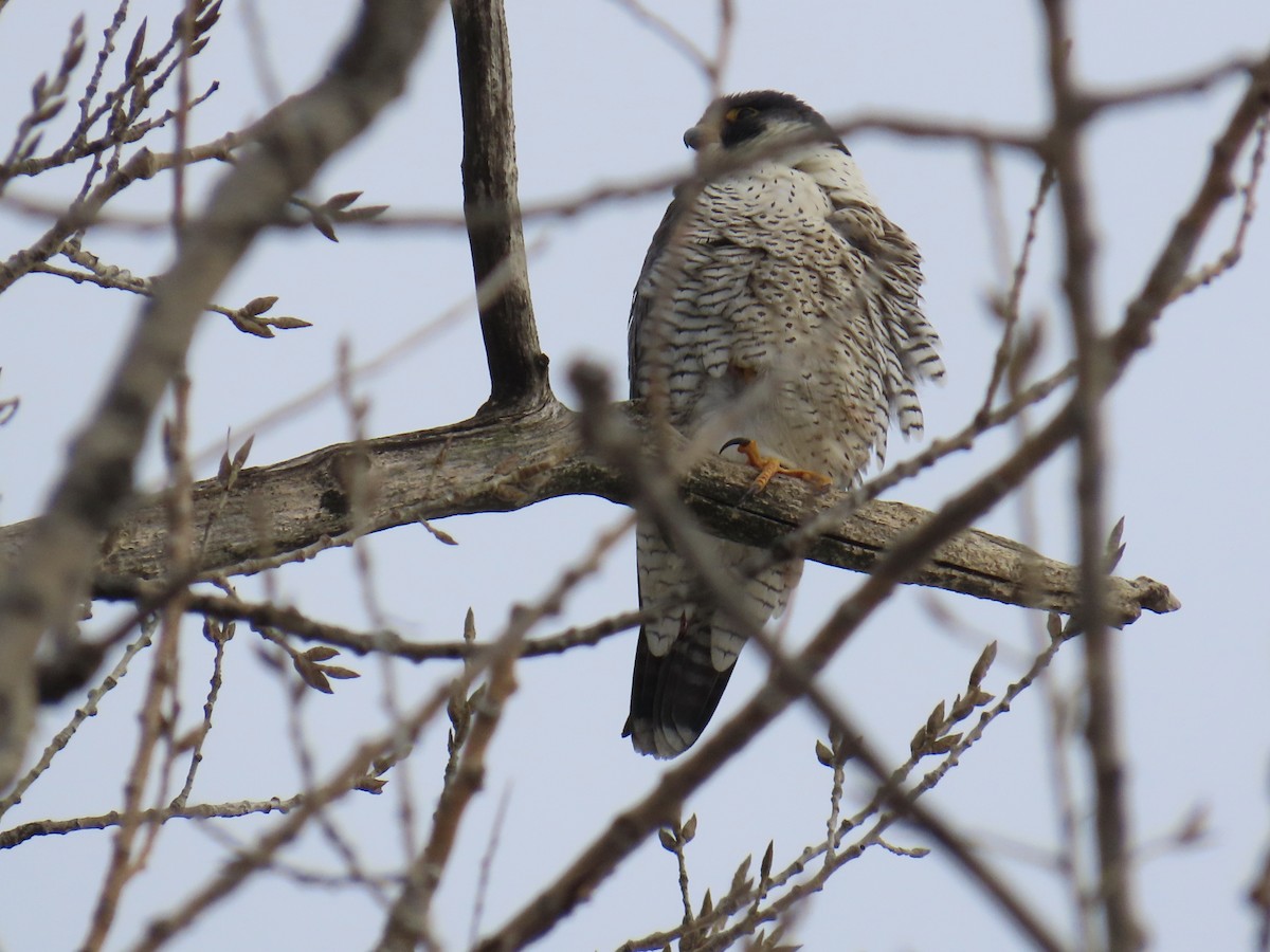 Peregrine Falcon - ML647702472
