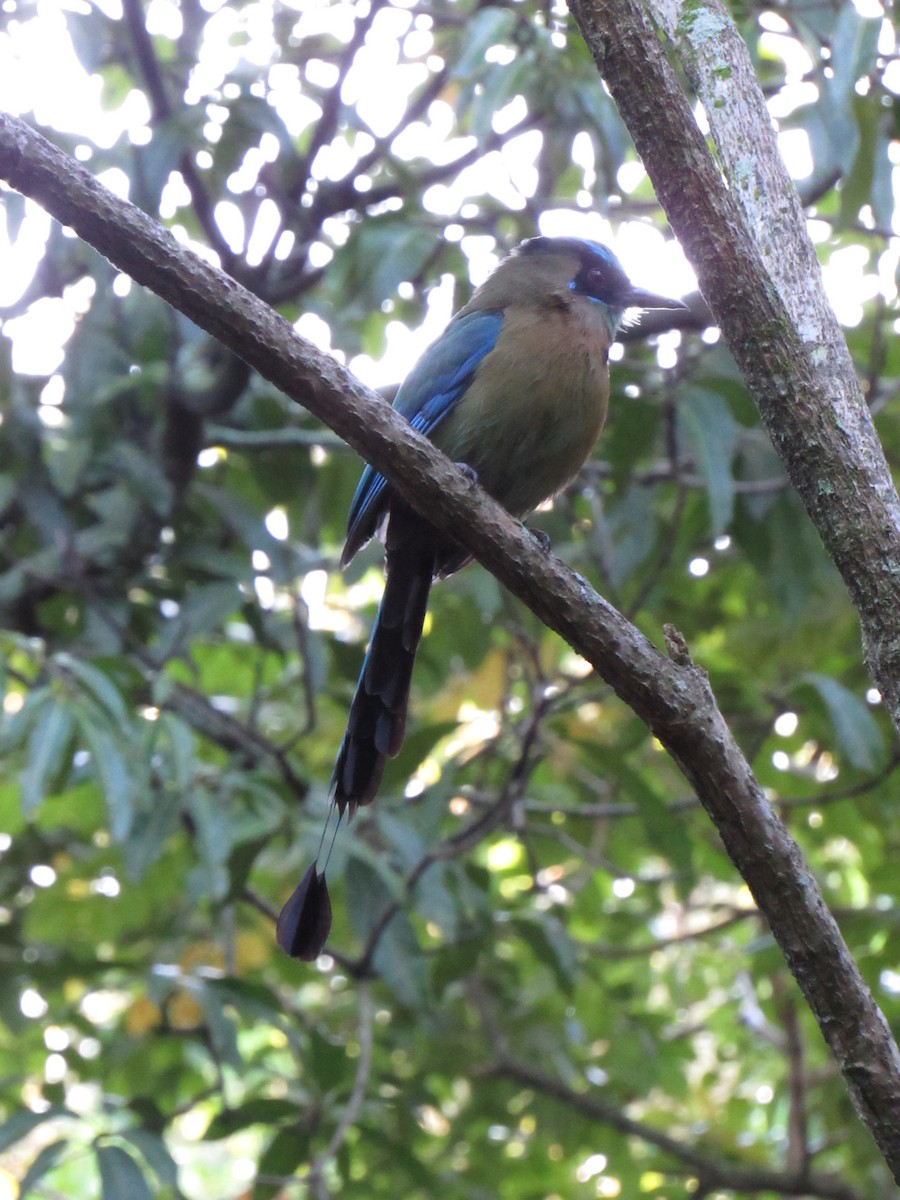 Lesson's Motmot - ML647702474