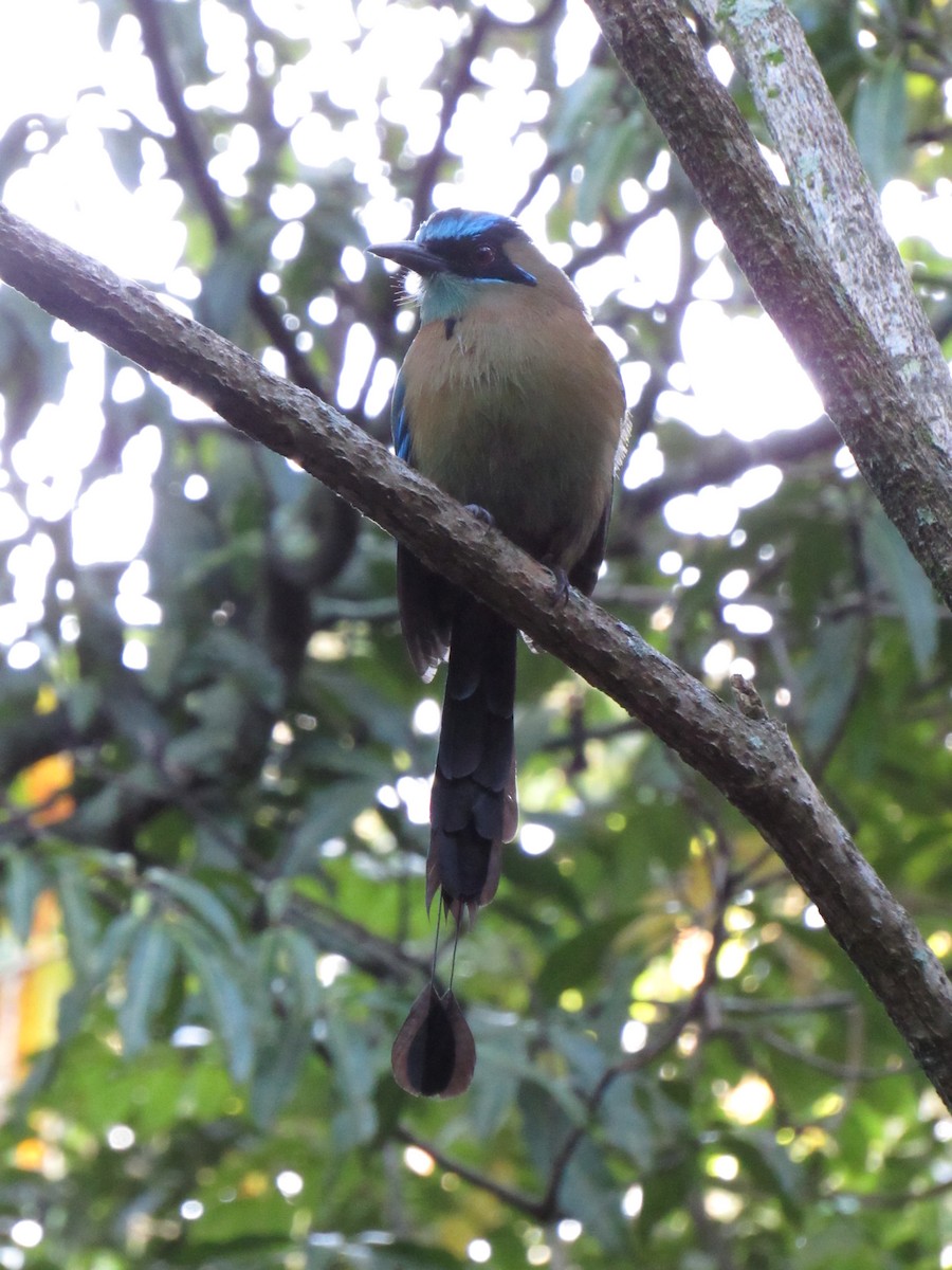Lesson's Motmot - ML647702475