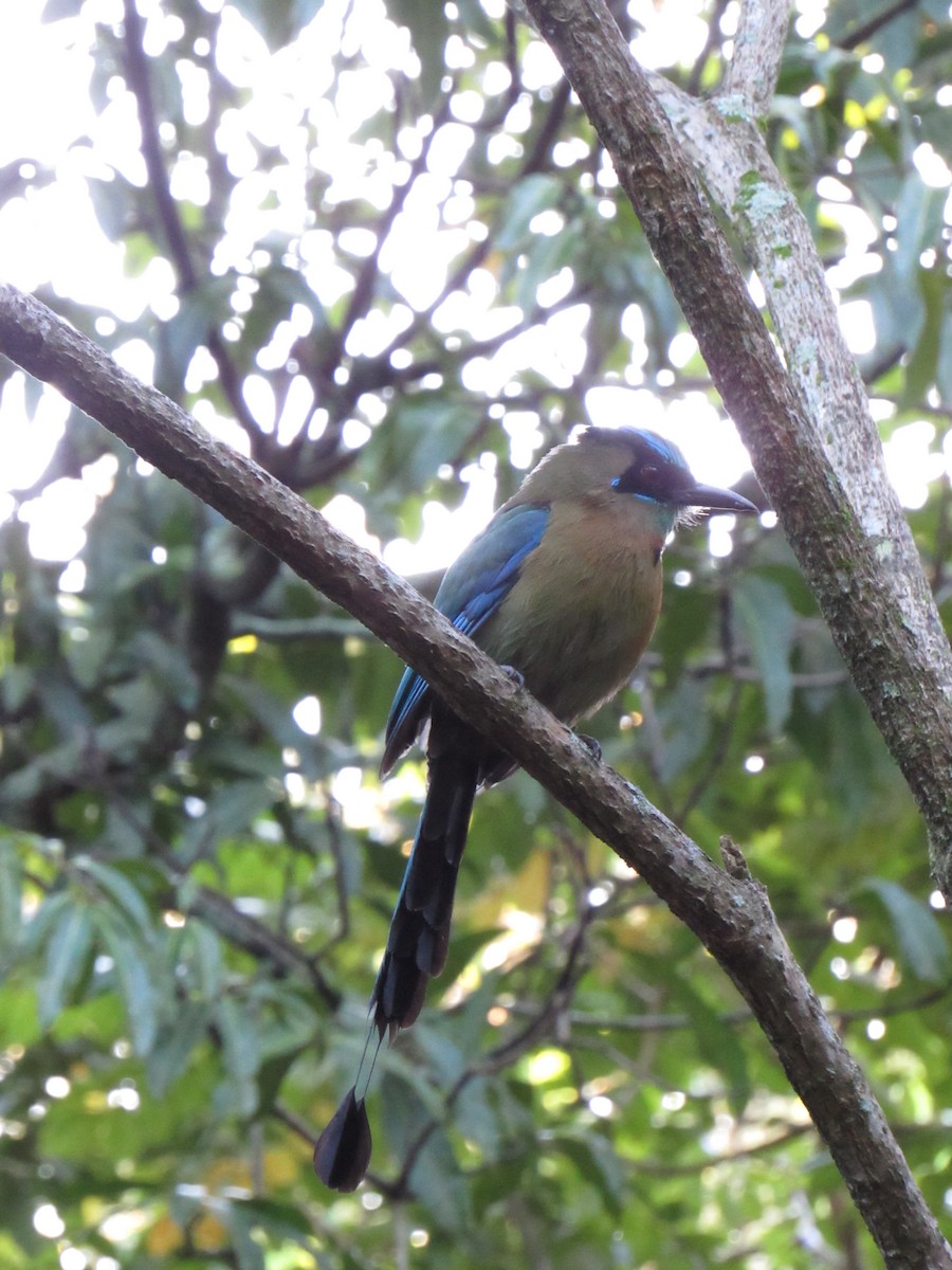 Lesson's Motmot - ML647702476