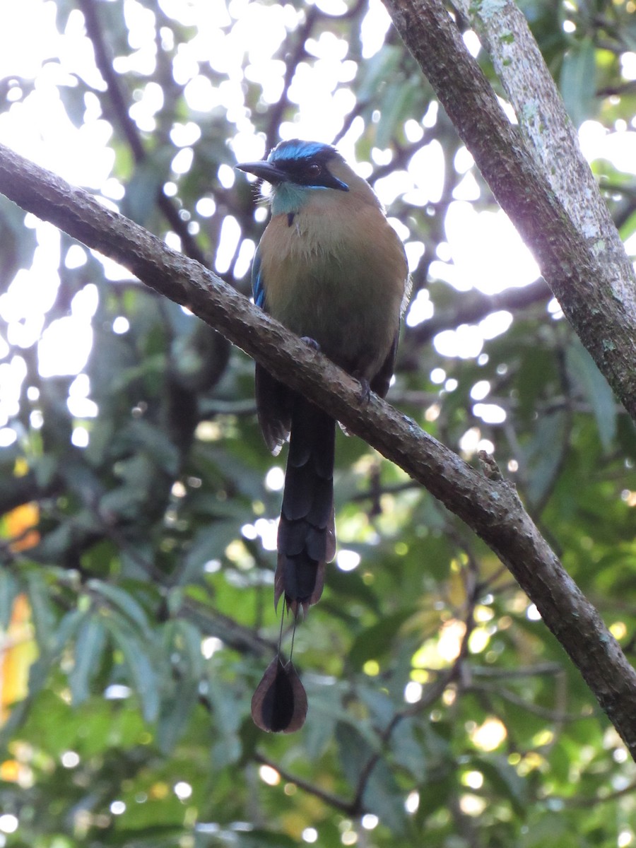 Lesson's Motmot - ML647702477